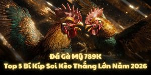 Đá Gà Mỹ 789K: Top 5 Bí Kíp Soi Kèo Thắng Lớn Năm 2026