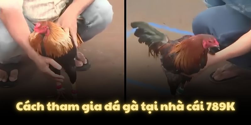 Cách tham gia đá gà tại nhà cái 789K