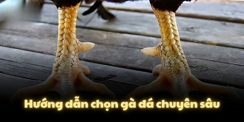 Hướng dẫn chọn gà đá chuyên sâu