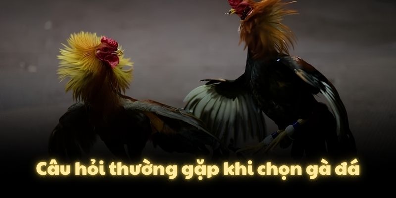 Câu hỏi thường gặp khi chọn gà đá